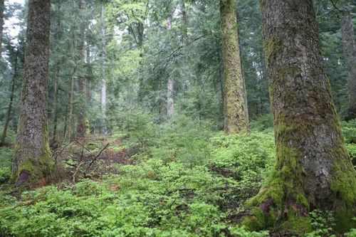 德国近自然经营人工林能可持续提供大径材和高效的生态服务功能 吴水