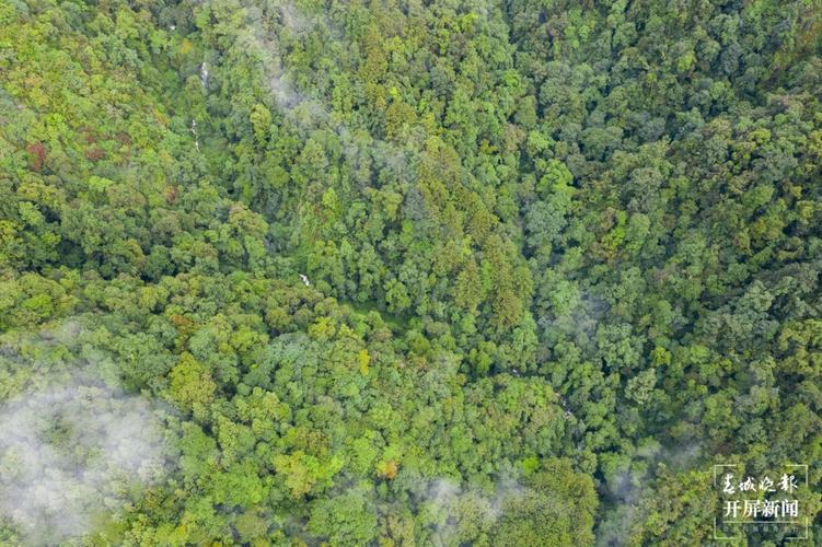 cop15看腾冲:天台山秃杉林,创人工造林世界之最
