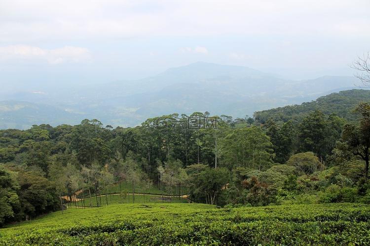 茶村,人工林,茶
