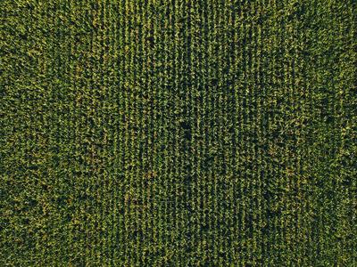 耕地鸟瞰从无人机视角看耕地甜玉米人工林的鸟瞰图照片