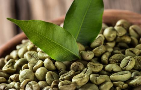 绿色咖啡豆的木碗干咖啡豆 pha hi mountrai 人工林在农民手中咖啡豆